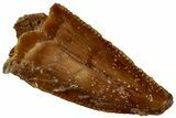 Serrated Raptor Premaxillary Tooth - Real Dinosaur Tooth #300881-1